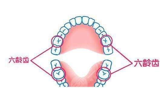 六龄齿是什么意思