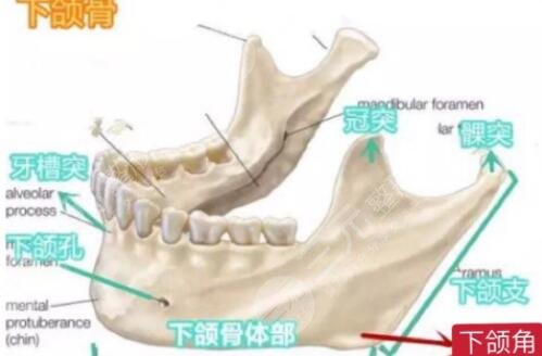 下颌角整形手术