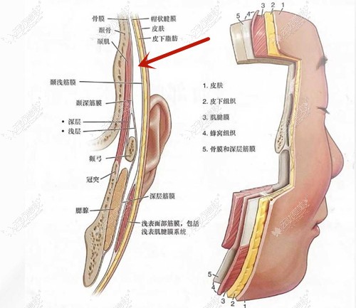 v美减龄面部提升