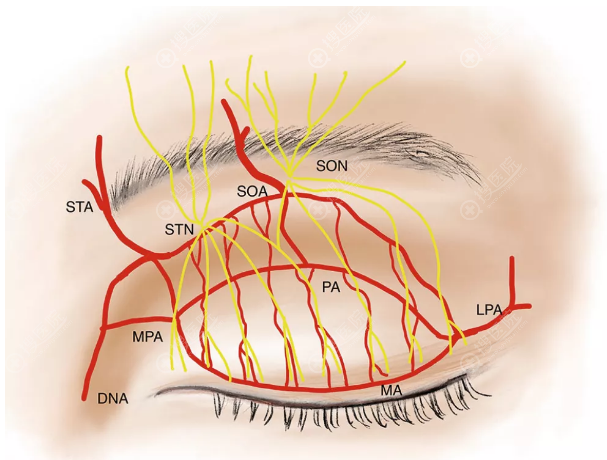 上眼睑神经与血管示意图
